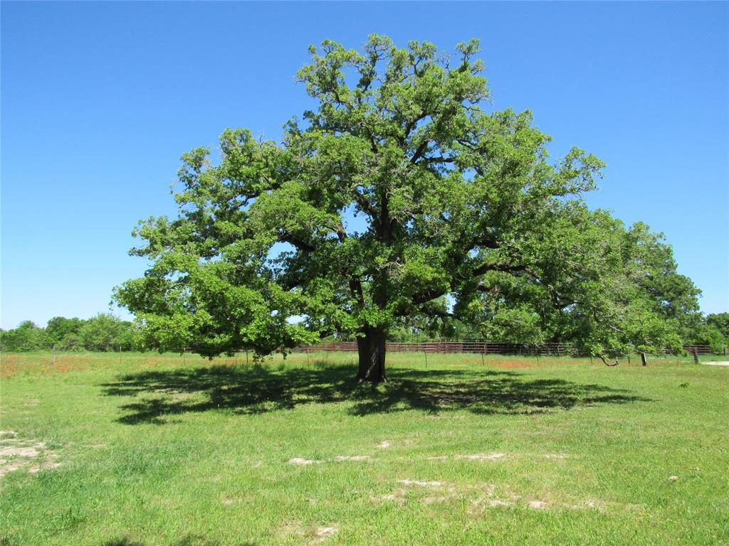 Property photo for 9015 Leaning Oaks Lane, Anderson, TX